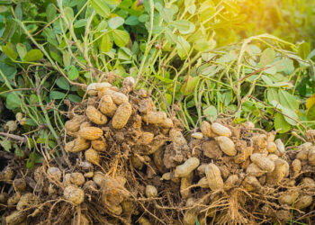 fresh peanuts plants with roots.